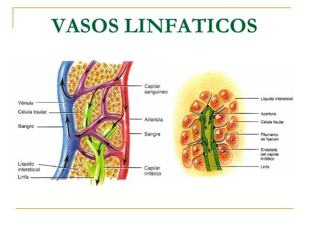 Sistema Linfático Vasos Linfáticos